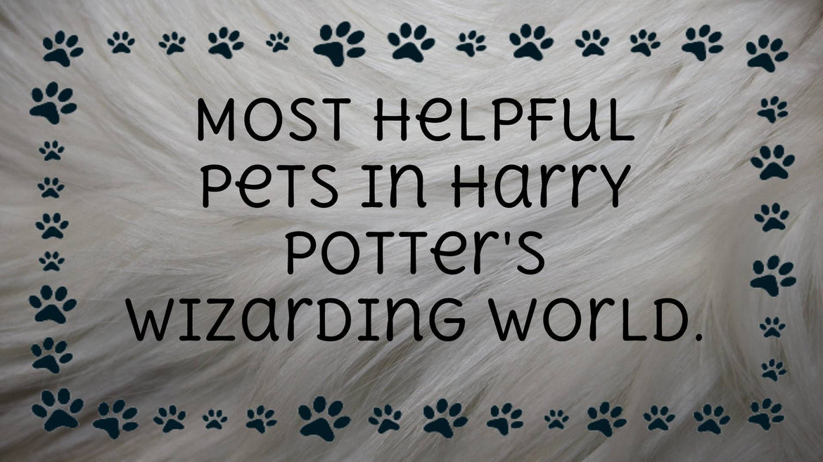 Most helpful Pets in Harry Potter's Wizarding World
