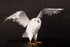Metal Snowy Owl- Wings Outstretched